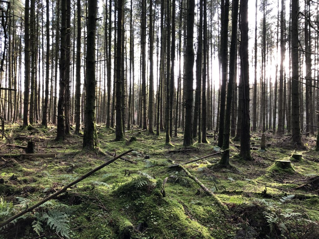 Pomeroy Forest